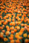 IMG_2358