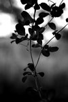 IMG_5977
