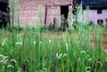 countryside