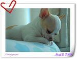 �pPink 0811