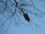 IMG_0938