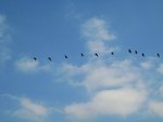 IMG_0962