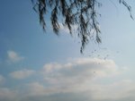 IMG_0963