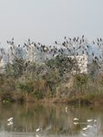 IMG_0974