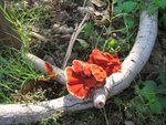 IMG_0978