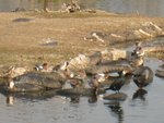 IMG_0979
