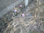 IMG_0786