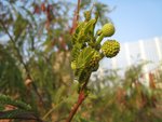 IMG_0798