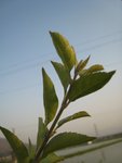 IMG_0809
