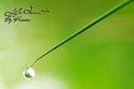sweet dew (4)