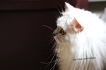 IMG_4828a