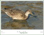 Teal ����n @ NSW