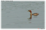 Little Grebe �p���� @ TBT