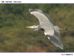Grey Heron �a�O @ TO