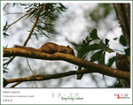 Pallas's squirrel �����Q��
