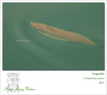 Tonguefish �بF @ SLDB