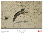 Bluspotted Mudskipper �j�u� @ MP
