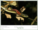 Red-necked Keelback �����D