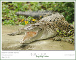 Estuarine Crocodile �W�s