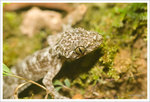 Gecko ���� @ TPK