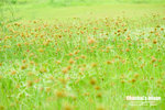HEI_2029