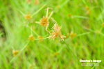 HEI_2032