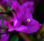 fs 030