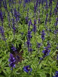 flower  R01