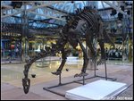 dinosaur 06