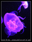 DSCN1864C1