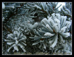 DSCN5584 copy