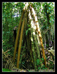 DSCN0256C1