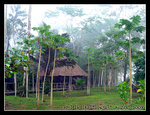 cayman lodge