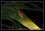 DSC_0070C1