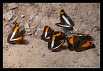 DSC_0175C1