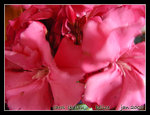 DSCN5327c1