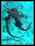 nurse sharks
