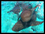 such a mind-blowing experience to pet & swim with them that afternoon