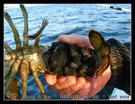 
psyched?!  nah... what we caught was the lobster trap instead of fishes... but we had to throw it back into the ocean becoz of the eggs...
DSCN1402c1
