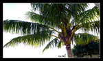 P1040252C1