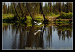 DSC_0219C1