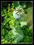 poppyseed