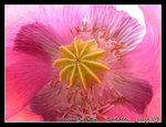 DSCN9046C2