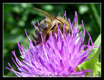 DSCN9054c1C1