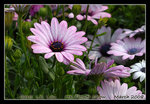 DSC_0381C1
