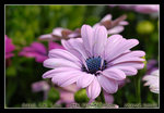 DSC_0402C1