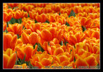 DSC_0418C1
