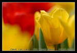 DSC_0469C1