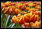 DSC_0149C1
