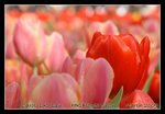 DSC_0180C2
